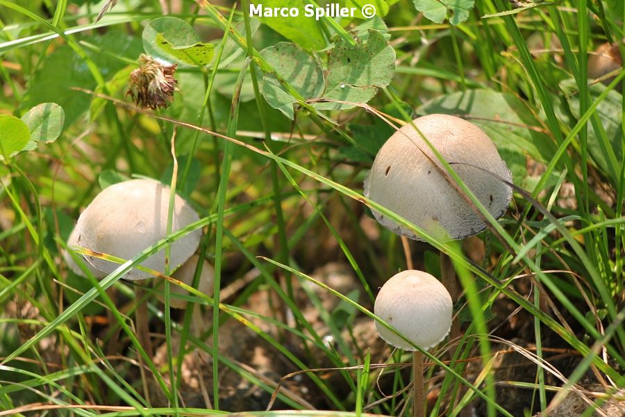 Funghi da identificare